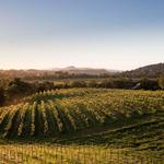 Quivira Vineyards