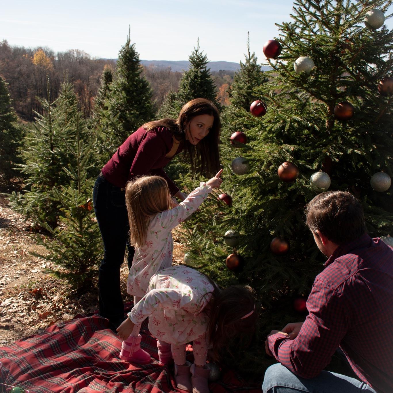 Christmas Tree Shoot - November 2024