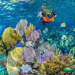 Suba Diving or Snorkeling