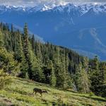 Olympic National Park