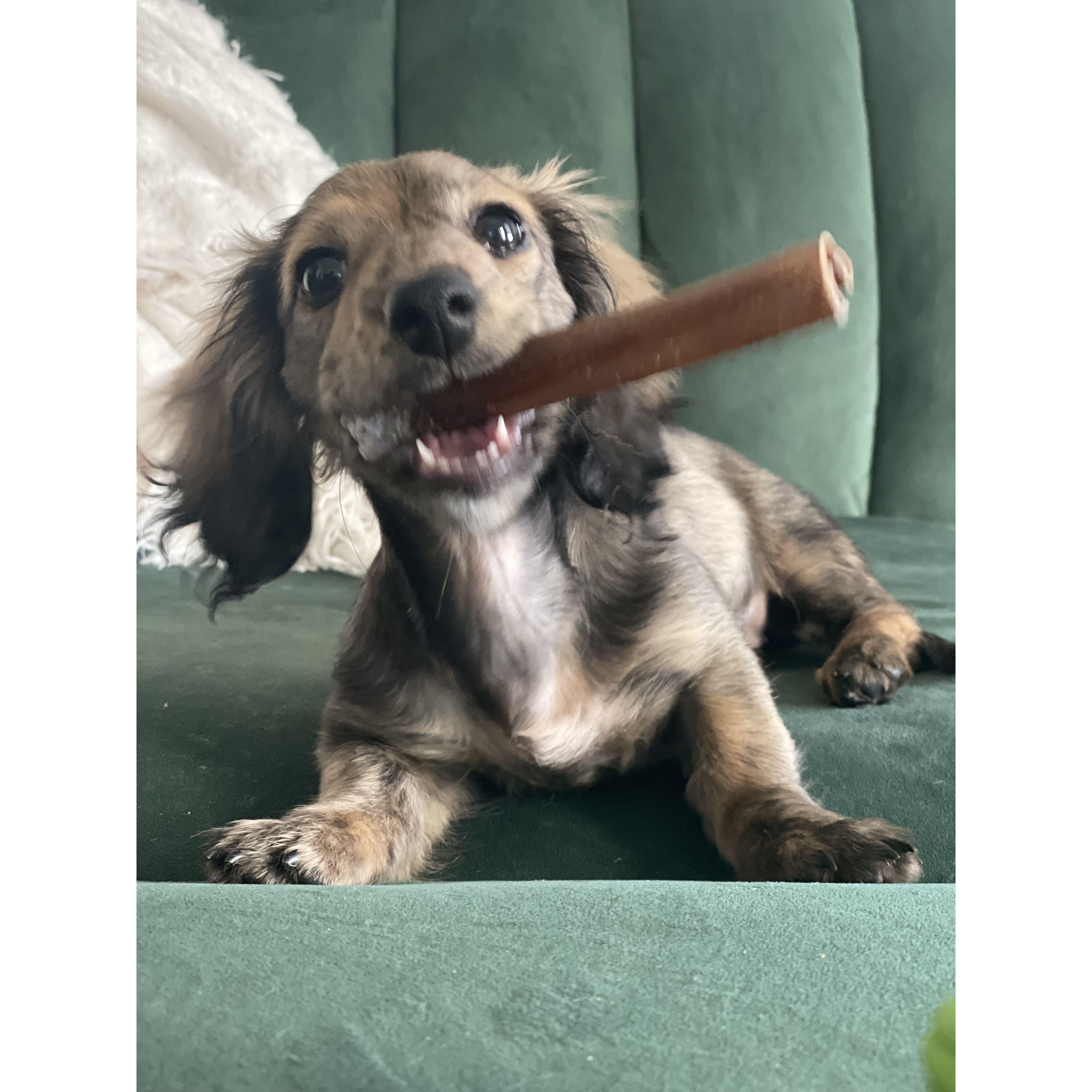 Our little baby Pickle girl!