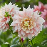 Dahlia 2