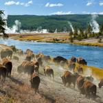 Yellowstone National Park
