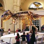 Fernbank Museum | 3D Theater | Forest