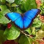 THE ORIGINAL MACKINAC ISLAND BUTTERFLY HOUSE