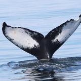 Bar Harbor Whale Watch Co