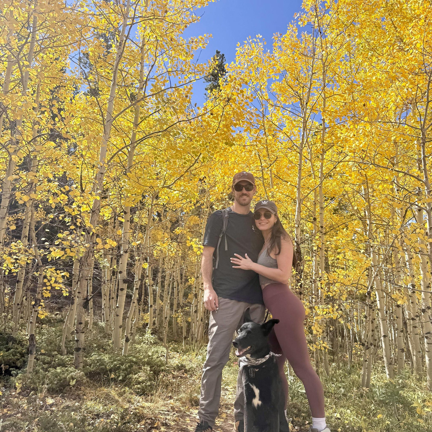 Aspen w Aspen Trees