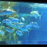 Mote Marine Laboratory & Aquarium