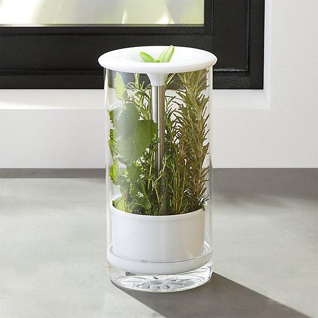 Glass Herb Keeper