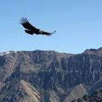 AREQUIPA: Colca