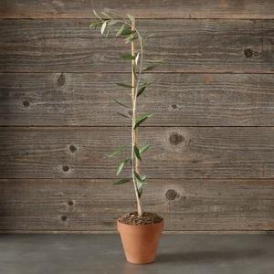 Olive Tree