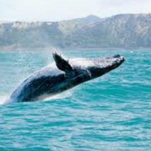 Whale watching tour in Kaikoura