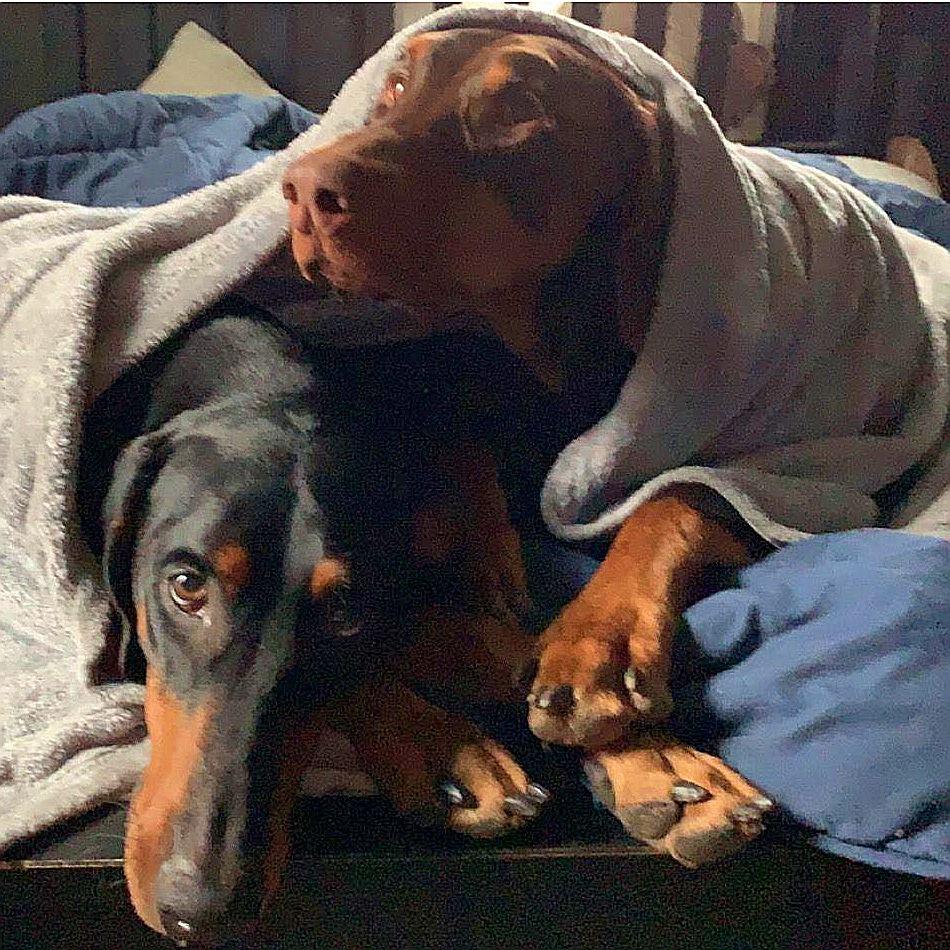 The Bride & Grooms beloved Dobermans, Moose & Coraline!