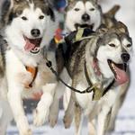 Dog Sledding
