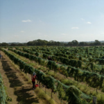 Solaro Estate Winery