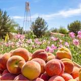 Schnepf Farms