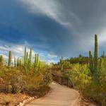 Desert Botanical Garden