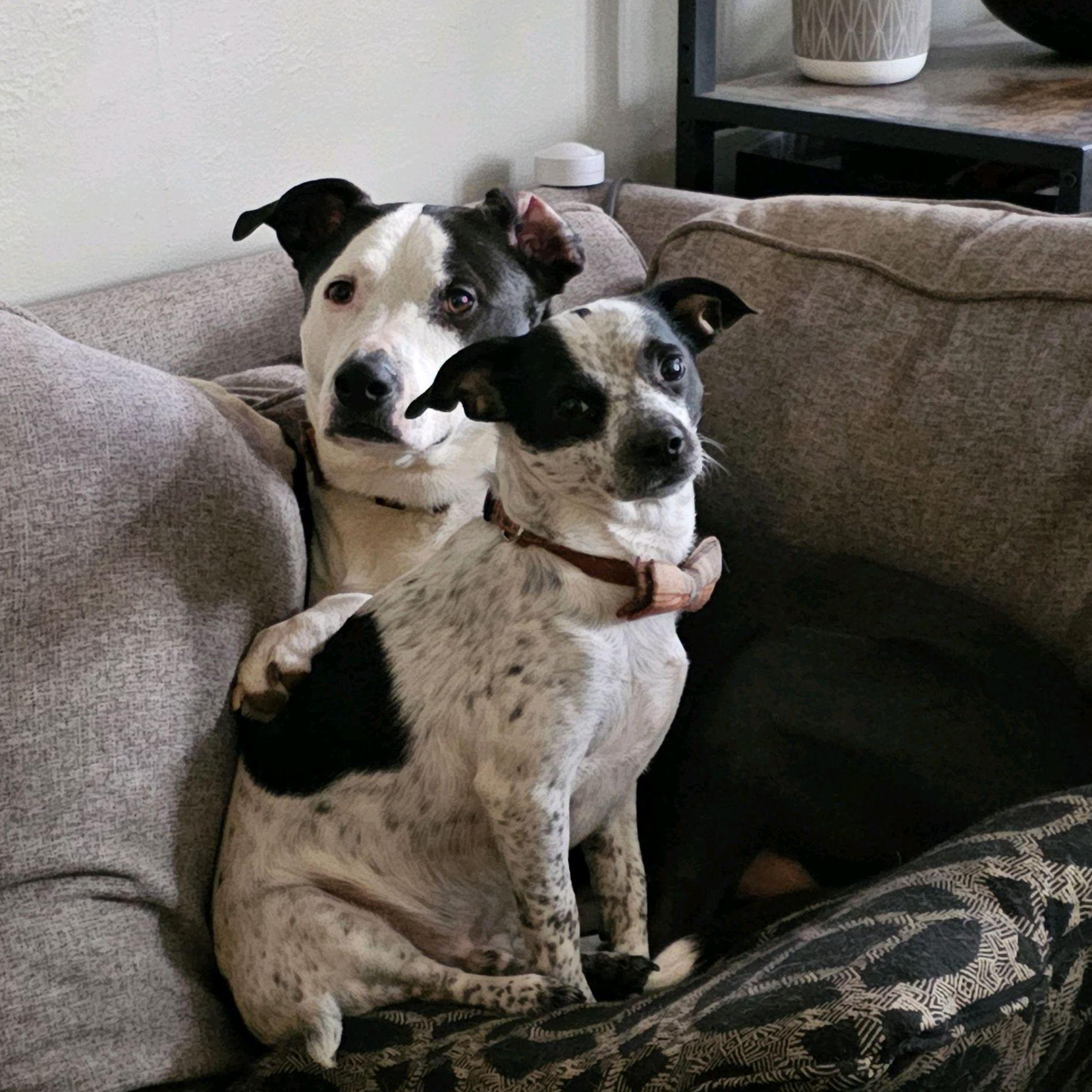 Apollo has done a great job accepting the little dog we forced into his life.