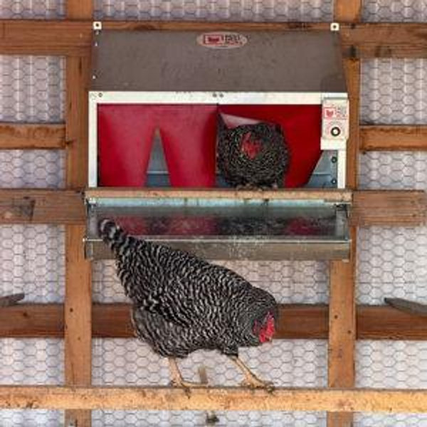 Auto nest box opener