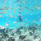 Snorkel Alligator Reef Lighthouse
