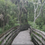 Scipio Creek Boardwalk