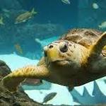 The Florida Aquarium