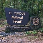 El Yunque Rainforest