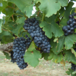 Red Caboose Winery