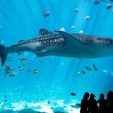 Georgia Aquarium