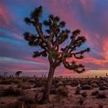 Joshua Tree National Park