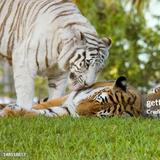 Zoo Miami