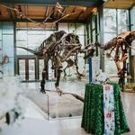 Witte Museum