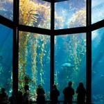 Monterey Bay Aquarium