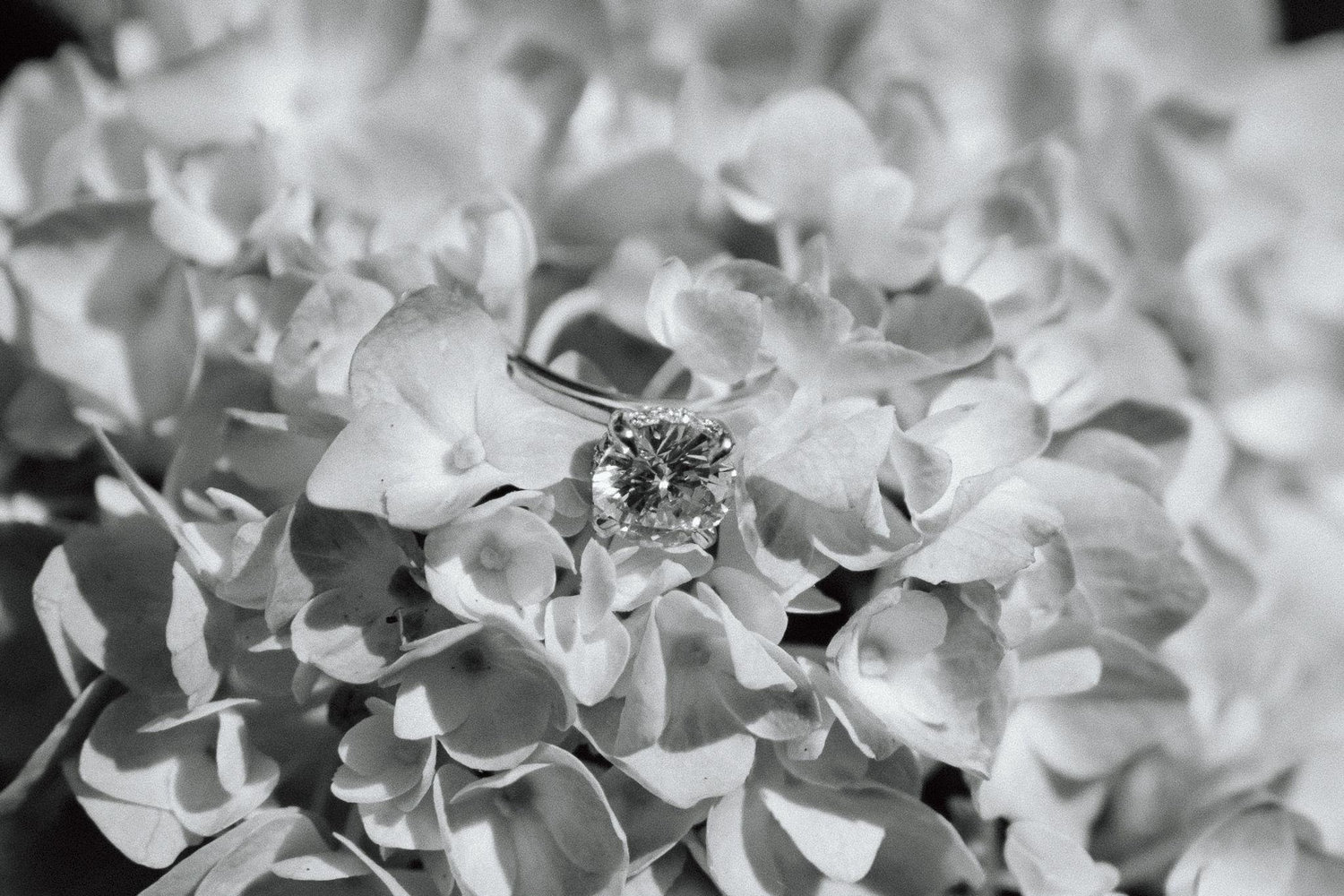 The Wedding Website of Alexandra Gould and Daniel McClure