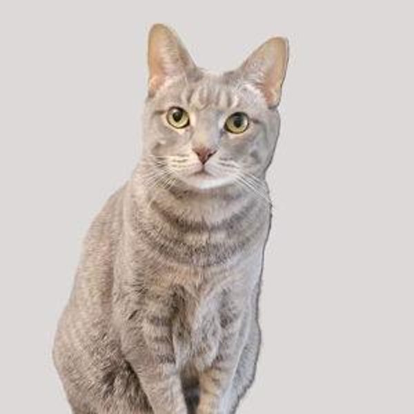 Charity Donation to Evanston Animal Shelter - any amount