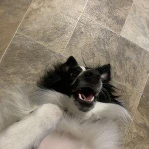 Freya's Toy Fund