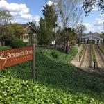 Scribner Bend Vineyards