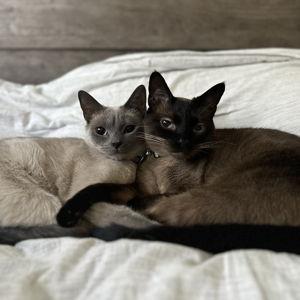 Cats Fund