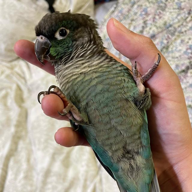 Our Bird Fund