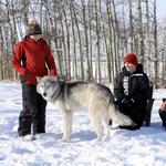 Yamnuska Wolfdog Sanctuary