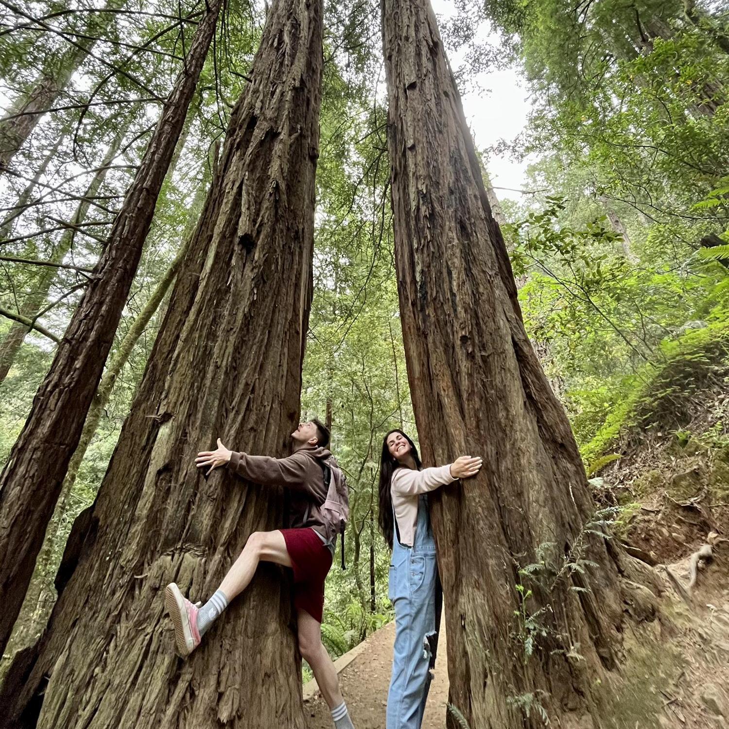 Muir Woods, CA