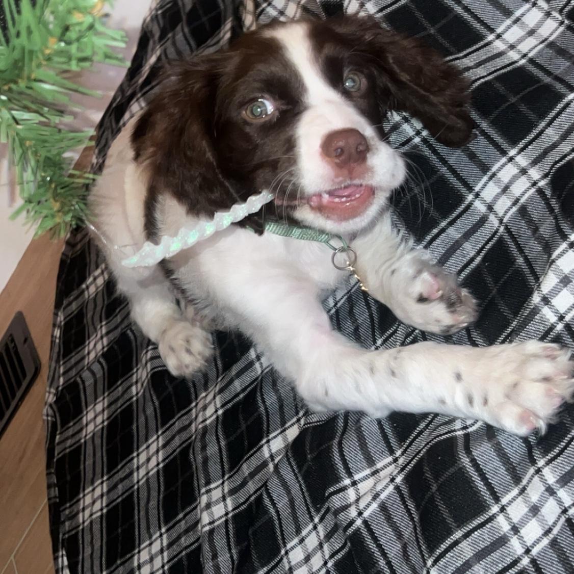 got a puppy, meet boomer!!