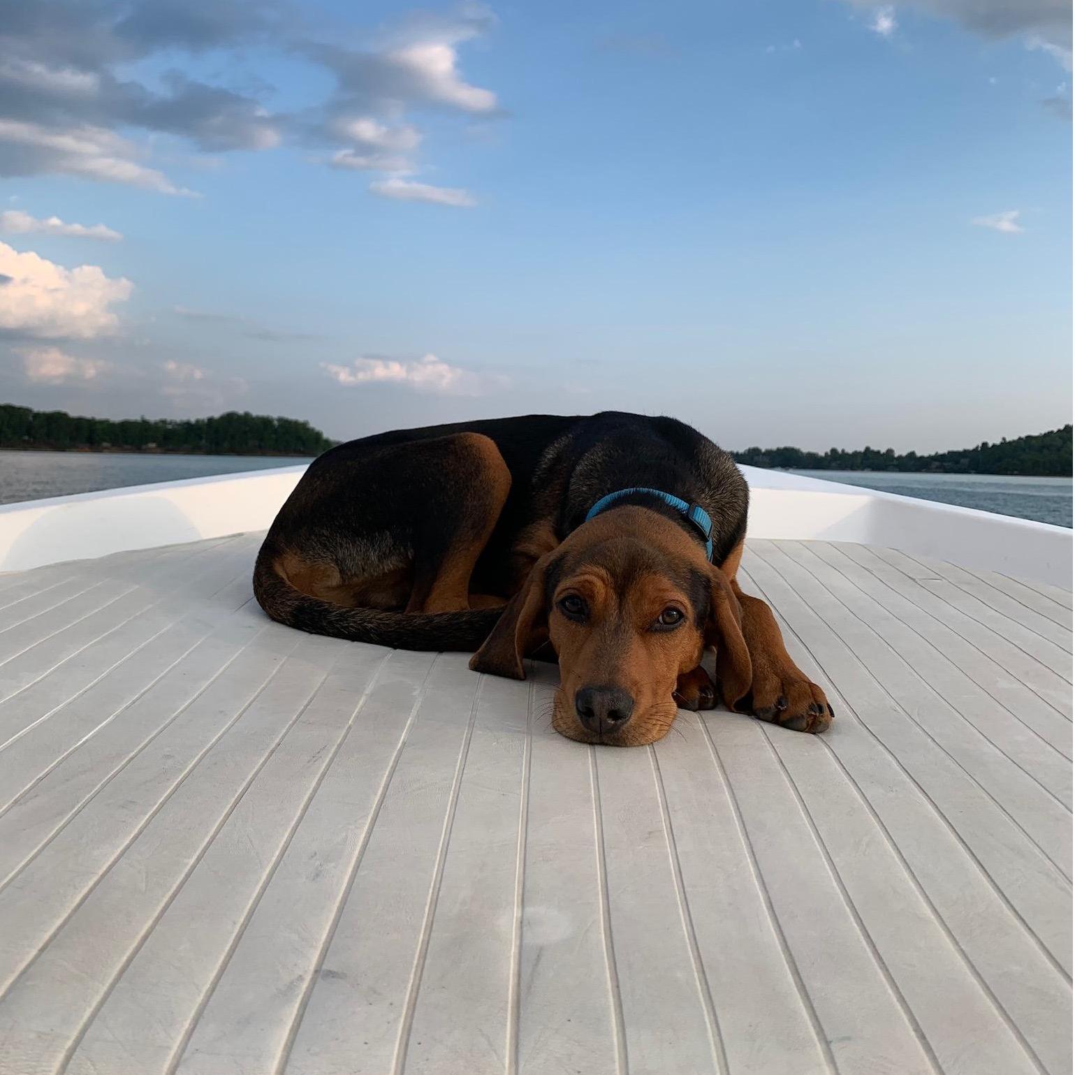 Copper, our cuddly first son. Carson fell in love with Copper first and knew she had to stay with Anderson to stay with him!
