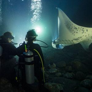 Night Time SCUBA Diving Belize, Great Barrier Reef