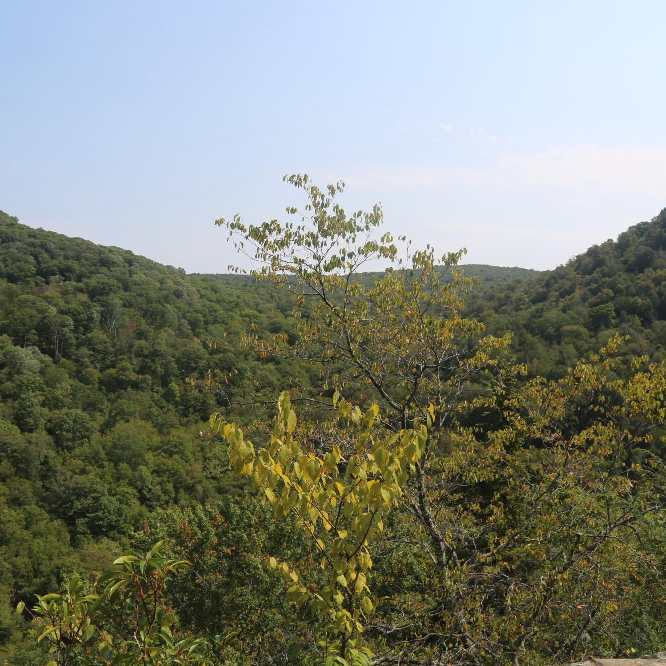 Second camping trip Kumbrabow State Forest, WV