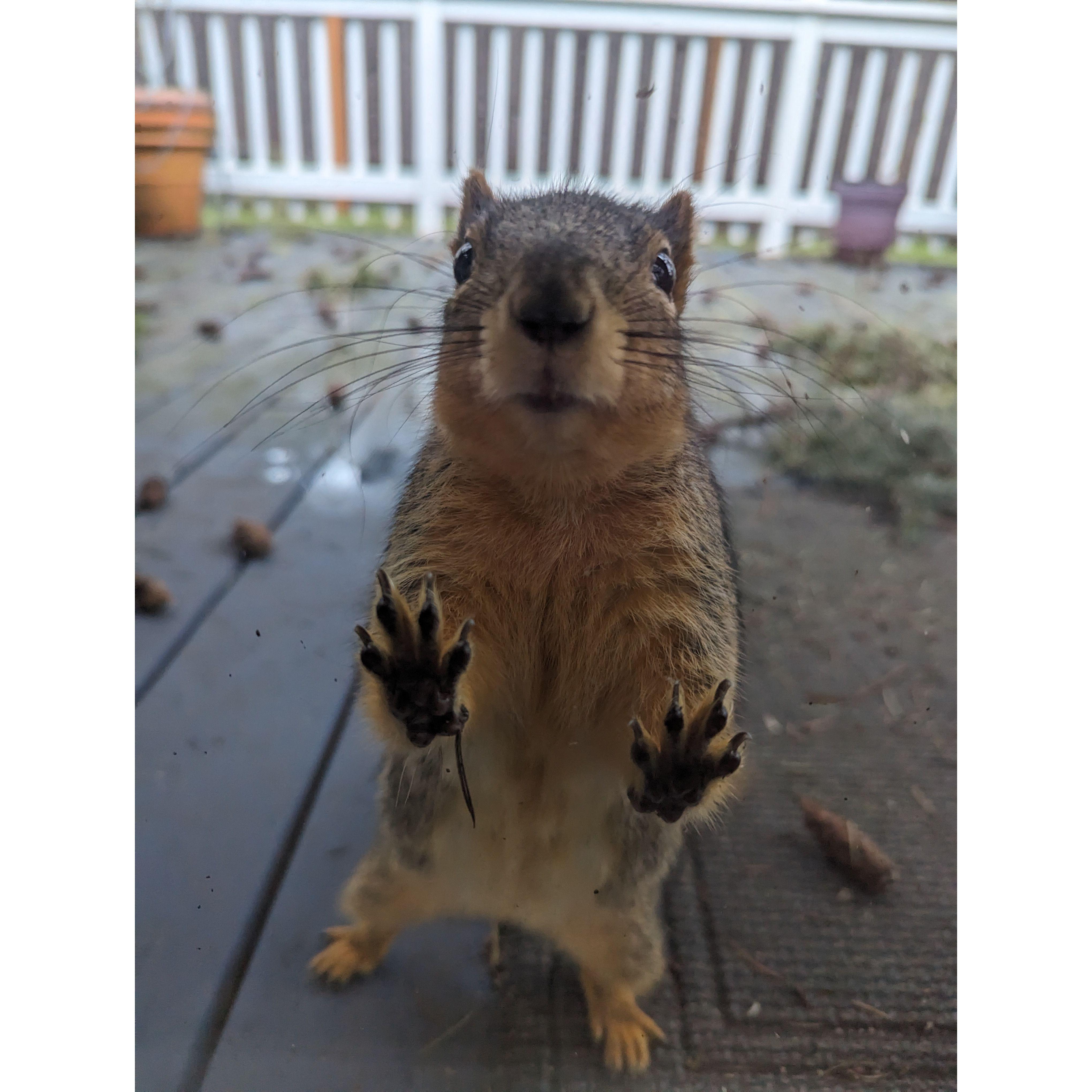 Peanut! Our favorite neighborhood squirrel.