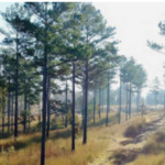 Beretta Shooting Grounds