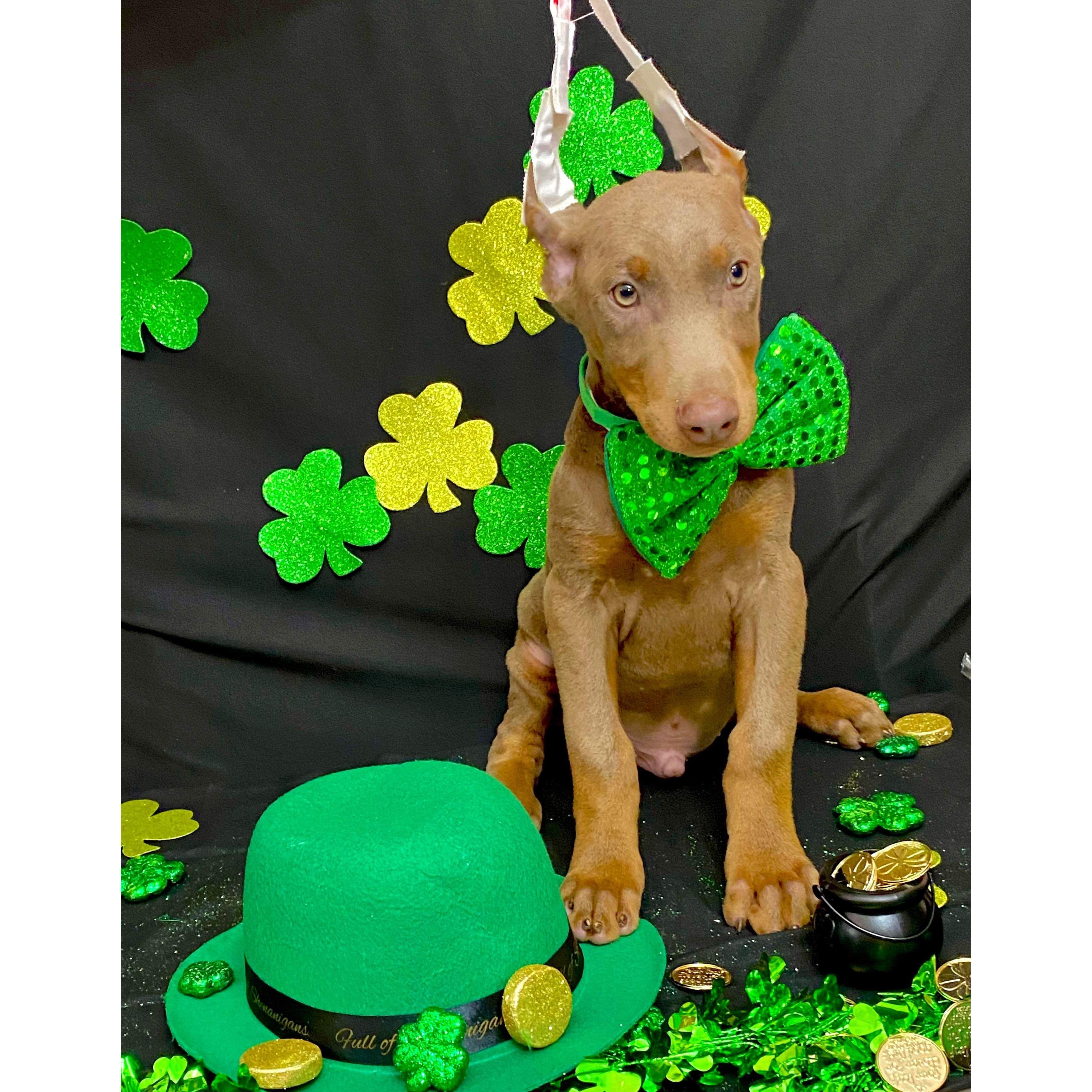 Given our love of dogs, we obviously could not imagine a family without one - this is baby Zu, and the picture we knew we needed him!