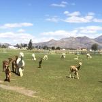 Kids' Choice - Alpaca Farm