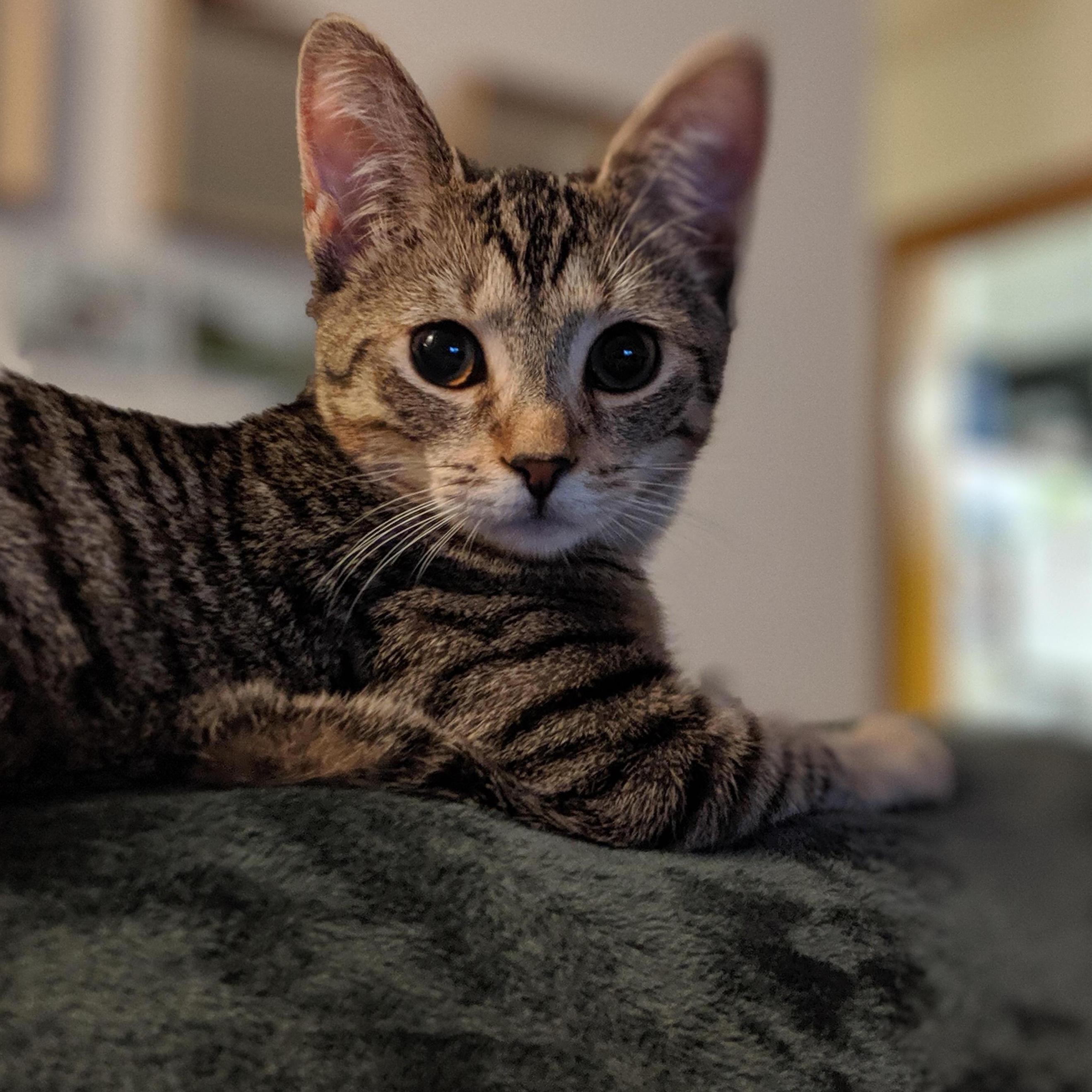 Perd - also known as Lil Boi, Peanut, and Stinky